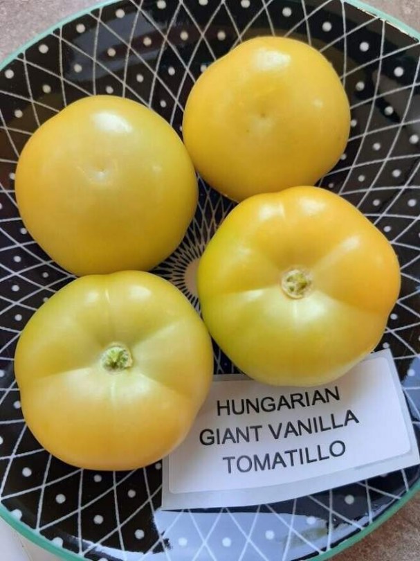 Óriás Vanília tomatillo - Különleges padlizsánok az Egzotikus Növények Stúdiója kínálatából